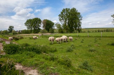Bu manzara güzel bir günde güzel koyunları olan çiftlik hayvanları içindir.