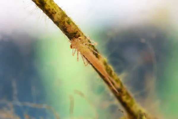 Forest Pond Beautiful Larva Dragonfly Branch Water Shelf — Stock Photo, Image