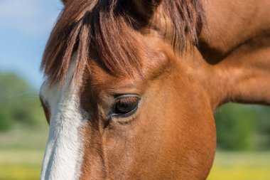 Güneşli bir sabah otlakta bir at var.