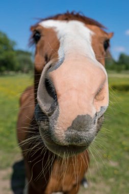 Güneşli bir sabah çayırda bir at var.