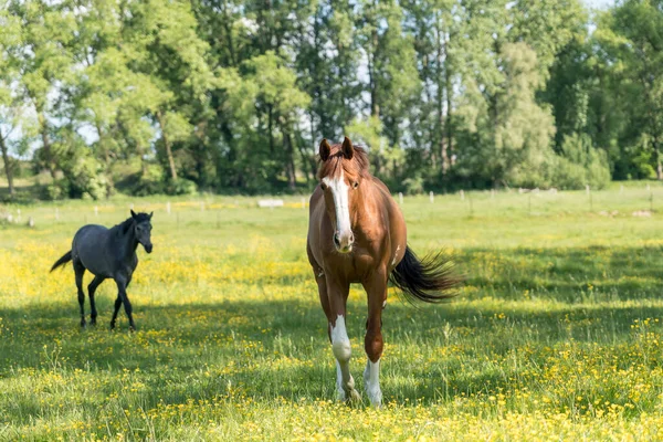 晴れた日の朝牧草地に馬がいて — ストック写真