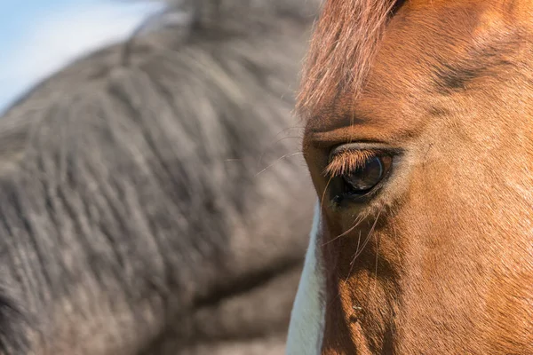 Pastvině Krásný Pár Oku Koně Jsou Mouchy — Stock fotografie
