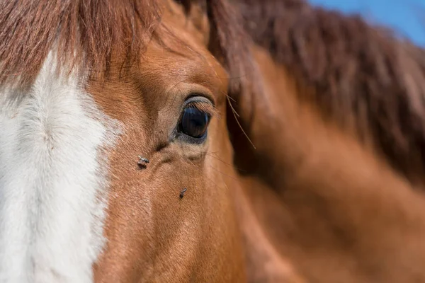 Pastvině Krásný Pár Oku Koně Jsou Mouchy — Stock fotografie
