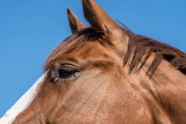 Sur Pâturage Une Belle Paire Des Mouches Dans Oeil Cheval — Photo