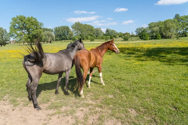 Par Matin Ensoleillé Cheval Dans Pâturage — Photo