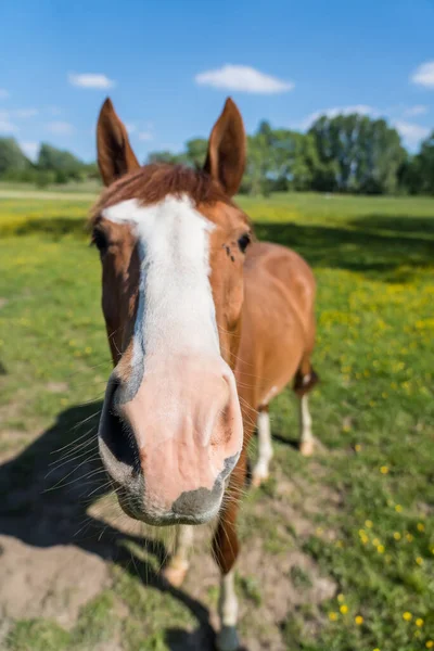 Par Matin Ensoleillé Cheval Dans Pâturage — Photo