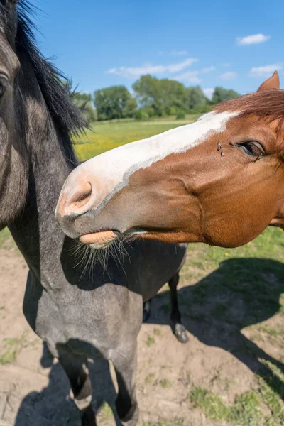 Uma Manhã Ensolarada Cavalo Pasto — Fotografia de Stock