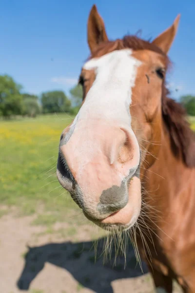 Par Matin Ensoleillé Cheval Dans Pâturage — Photo