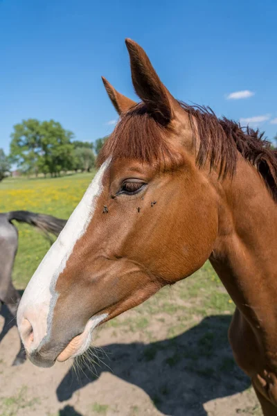 Uma Manhã Ensolarada Cavalo Pasto — Fotografia de Stock