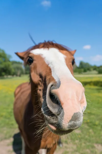 Una Mañana Soleada Hay Caballo Pasto — Foto de Stock