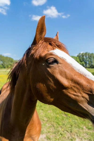 Slunečného Rána Pastvině Kůň — Stock fotografie