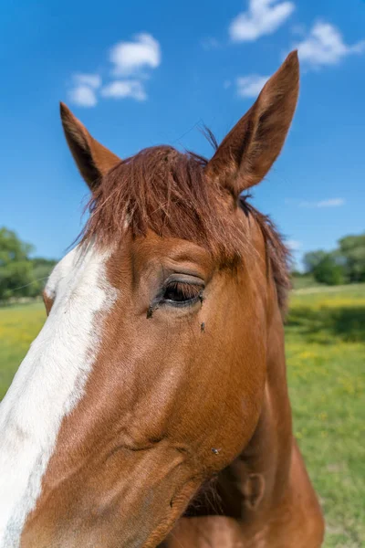 Slunečného Rána Pastvině Kůň — Stock fotografie