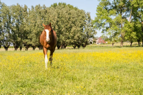 Uma Manhã Ensolarada Cavalo Pasto — Fotografia de Stock