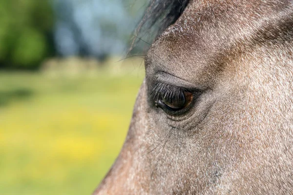 Uma Manhã Ensolarada Cavalo Pasto — Fotografia de Stock