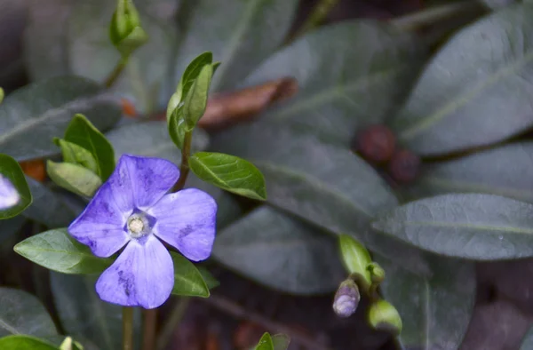 Blommor Lila Och Vit Tagit Närbild — Stockfoto