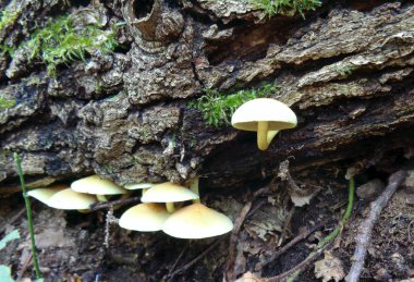 yakın çekim vurdu bir ağaç kütüğü üzerinde sonbahar ormanda mantar