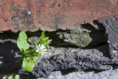 beyaz çiçek ve çim bir tuğla duvar arka plan üzerinde yakın çekim vurdu