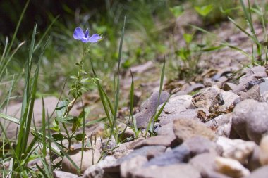 bir taş zemin üzerine Eflatun çiçek yakın çekim vurdu
