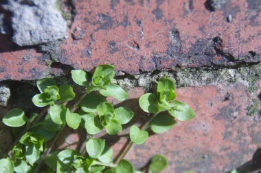beyaz çiçek ve çim bir tuğla duvar arka plan üzerinde yakın çekim vurdu