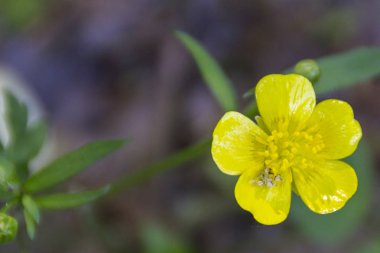 Yakın çekim yeşil bir arka plan üzerinde güzel sarı çiçek vurdu
