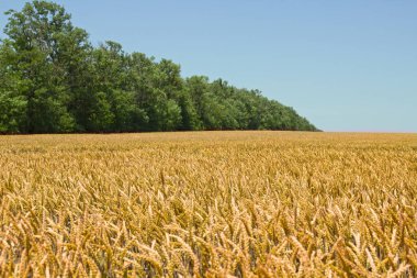 Tarla, mısır, açık bir günde mavi gökyüzüne karşı buğday