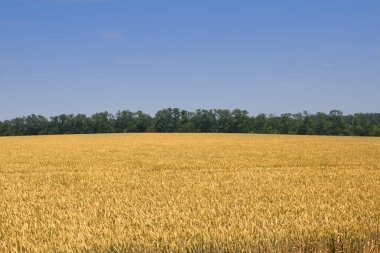 Tarla, mısır, açık bir günde mavi gökyüzüne karşı buğday