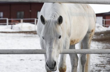 Beyaz at kışın açık havada ağılda