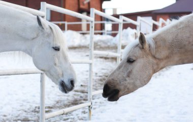 Kışın karşı karşıya gelen iki beyaz at ağılda bekliyor.