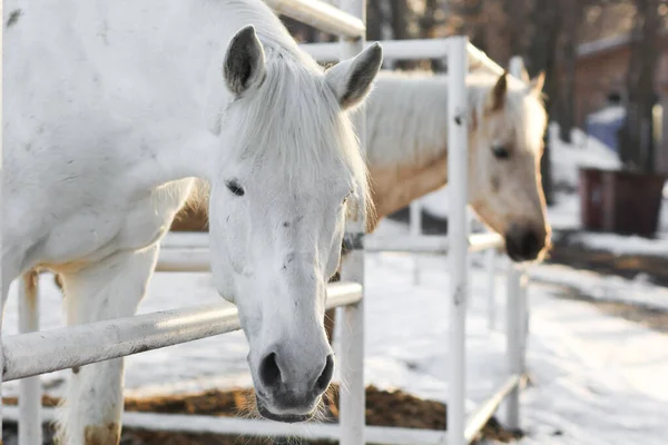 Two white horses in the corral outdoor in winter