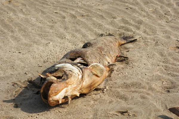Dead fish laying on the sand beach Stock Picture