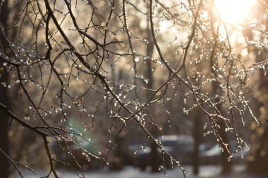 Unfocused branches with melted ice on it with warm sunligh on right corner in winter clipart