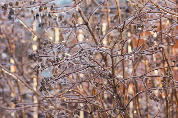 Dry plants in ice in the winter time in the forest — Stock Photo, Image