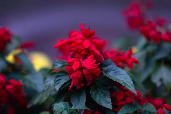 Zavřít keře červené salvy s květinovými květy — Stock fotografie