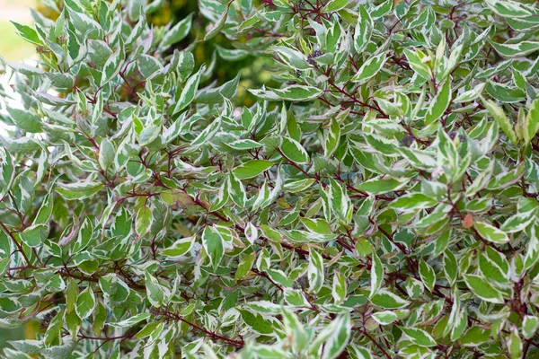 Primer plano arbusto de Cornus alba blanco con ramas con hojas verdes y blancas — Foto de Stock