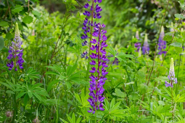 Une fleur pourpre Lupinus entre l'herbe verte sur la prairie — Photo