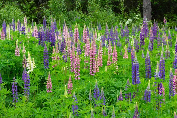 Louka růžových a fialových květů Lupinus mezi zelenou trávou — Stock fotografie