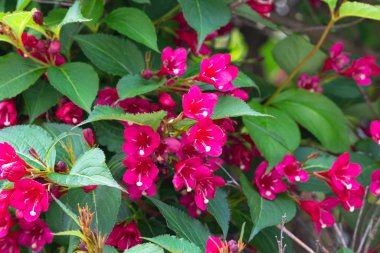 Dallarında kırmızı çiçekler açan Weigela çalısı.