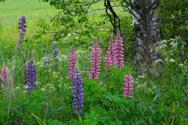 Луг розовых и фиолетовых цветов Lupinus между зеленой травой — стоковое фото