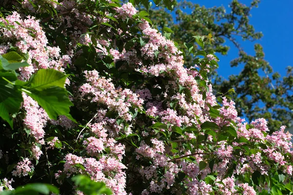Kolkwitzia 'lı Bush çiçek açmış.