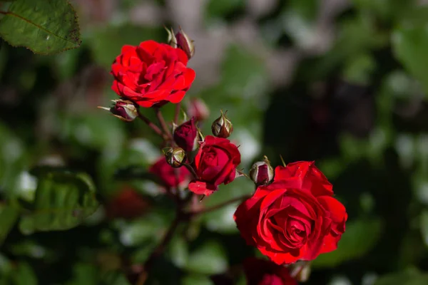 Bush com três rosas vermelhas com as flores da flor — Fotografia de Stock