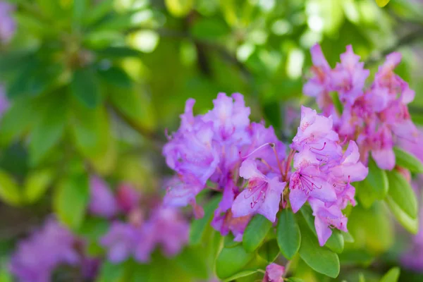 Tutup bunga dari Rhododendron vaseyi Pinkshell Azalea tanaman pada cabang — Stok Foto