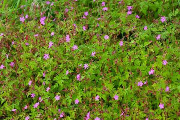 Pradera de flores Geranio robertianum planta —  Fotos de Stock