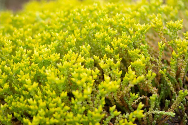 Amarillo borroso cerca de muchas flores Goldmoss Piedra —  Fotos de Stock