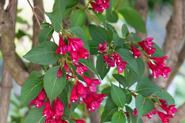 Weigela кустарник со многими цветущими красными цветами на ветвях — стоковое фото