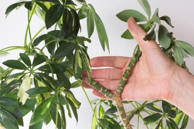 Schefflera arboricola ya da beyaz arka planda kuru erik yerini göstermek için adlandırılan cüce şemsiye ağacının kadın el ele tutuşması