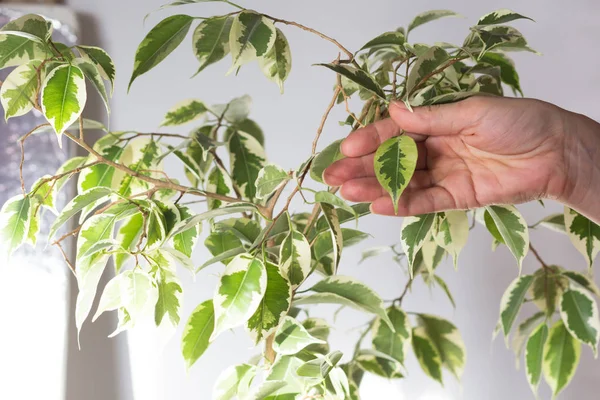 Donna mano tenendo foglia fresca di Ficus Benjamina tra le foglie corona della pianta d'appartamento — Foto Stock