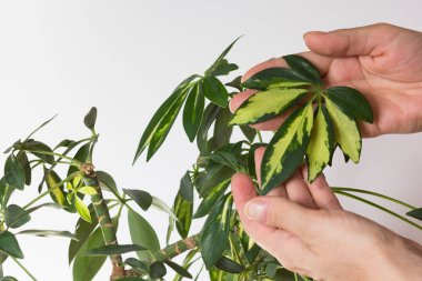 Şemsiye yaprakları arasında şemsiye yaprağını gösteren kadın eli Schefflera arboricola tacı ya da beyaz arka planda isimlendirilmiş cüce şemsiye ağacı
