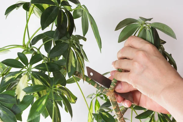 Donna taglio a mano ramo dal gambo di Schefflera arboricola o ombrello nano chiamato a potare sullo sfondo bianco — Foto Stock