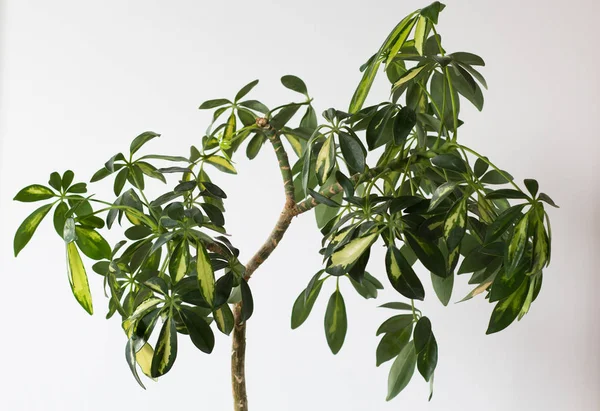 Corona de hojas con tallo delgadoSchefflera arboricola o árbol paraguas enano nombrado sobre el fondo blanco —  Fotos de Stock