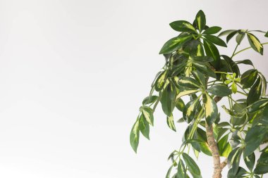Yapraklardan oluşan taç Schefflera arboricola veya beyaz arkaplanda fotokopi alanı olan cüce şemsiye ağacı
